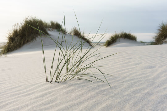 D&uuml;nengras am Nordseestrand