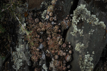 Obraz premium A rock covered in moss and plants