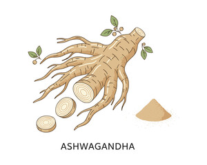 Ashwagandha vector illustration with root and powder used in alternative medicine and therapy