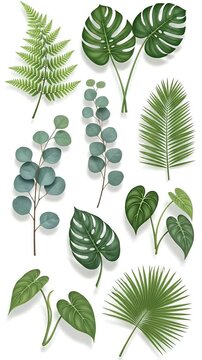 Collection Of Green Tropical Leaves And Ferns With Shadows On White