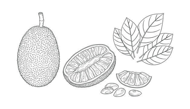 Hand drawn jackfruit illustration with sliced fruit and leaves in engraving style