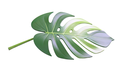 Monstera Deliciosa Leaf