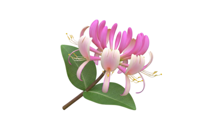 Pink and Yellow Honeysuckle Flower with Leaf