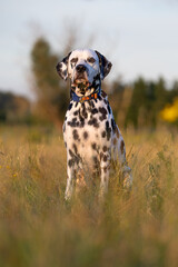 A dalmatian dog sitting in a grassy field with golden hour light against a soft out of focus background