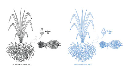 Vetiver zizanioides vector drawing set with herb oil and root on transparent background © GoDesigner