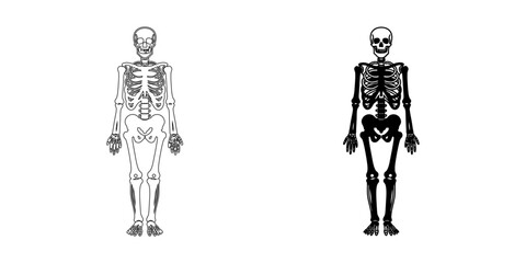 Obraz premium Human Skeleton Anatomy Icon , Medical Education and Bone Structure System Vector Symbol