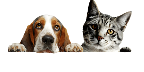 Dog and cat peeking on white background isolated on a transparent background