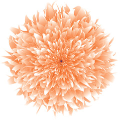 orange flower vector design