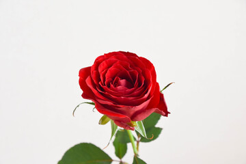 Fototapeta premium 赤い薔薇