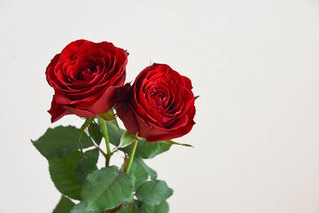 Fototapeta premium 赤い薔薇