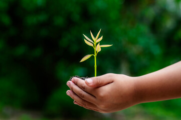 Renewable energy concept Earth Day or environment protection Hands protect forests that grow on the ground and help save the world.