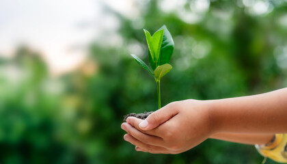 Renewable energy concept Earth Day or environment protection Hands protect forests that grow on the ground and help save the world.