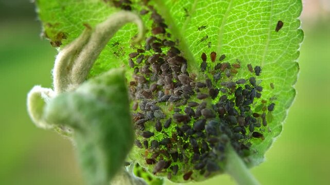 Aphid. Insects pests affect plants, gardens and orchards. Eat leaves and fruits of plants. Protection from vermin and diseases. Damage to the plant by pests. High quality 4k footage.