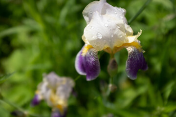 Bearded Iris (Iris germanica) in Bloom &ndash; Striking Purple and Yellow Petals with White Frills, Perennial Garden Flower for Borders, Pollinator Gardens, and Ornamental Landscaping. High quality photo