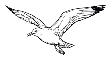 A majestic seagull bird depicted in graceful flight with outstretched wings, perfect for natural history education, maritime project branding, or wildlife themed prints.
