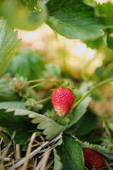Fresh Strawberry Growing In Green Leafy Garden
