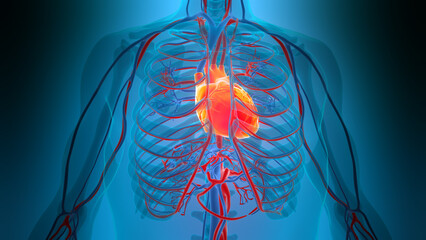 Human Circulatory System Heart Anatomy