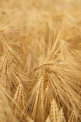 Golden Wheat Heads In A Field Close Up