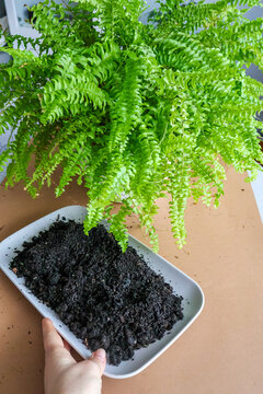 Woman repotting nephrolepis fern indoors. Care for lush green houseplant. Home gardening, indoor jungle, wellness lifestyle and biophilic design concept.
