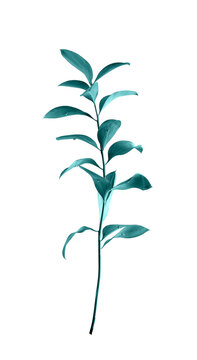 Single green leaf branch shown in close-up with fresh foliage and natural botanical detail. Organic