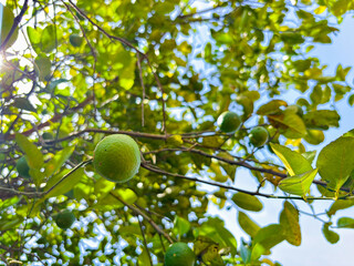 Fresh green lemons ripening on tree branches surrounded by lush green leaves and blue sky