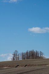 Obraz premium 春の畑と青空 