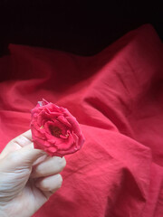 red rose on silk