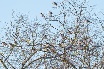 Bohemian waxwing in winter in the treetops © talavietis