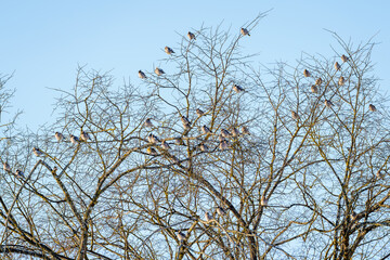 A flock of Bohemian waxwing birds in tree branches © talavietis