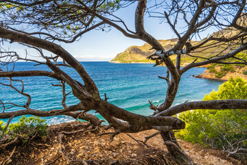 View of turquoise Mediterranean Sea through pine tree branches. Waves roll onto shore with white foam. Summer scene from Betlem, Mallorca, ideal for travel, nature, relaxation themes © Alexander