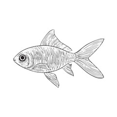 Obraz premium Hand-drawn engraving style of a small textured fish.