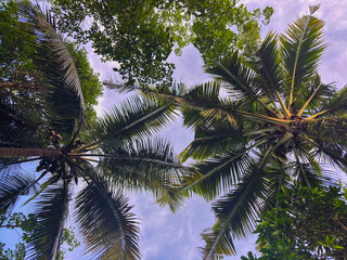 Two coconut trees, shot from a low angle against a clear sky, represent the balance of nature and the availability of resources for humanity.