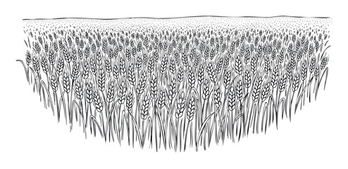 Expansive field of ripe golden wheat stalks illustrating agricultural bounty and natural growth, ideal for food industry promotions, farming publications, and rustic landscape presentations.