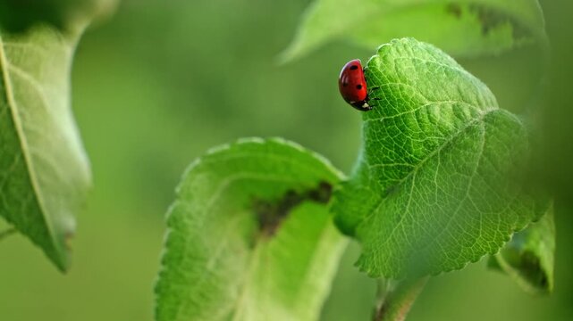 Ladybug and aphid on leaf. Insects pests affect plant, garden and orchard. Eat leaves and fruits of plants. Protection from vermin and diseases. The cycle of life in nature. High quality 4k footage.