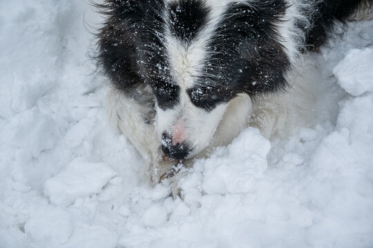 Dog bites ice off its paws during a winter walk, winter problems for dogs