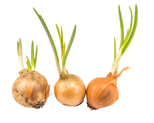Three sprouting onions on white background isolated on a transparent background green shoots bulbs