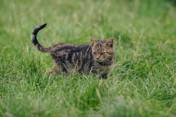 Tabby cat walking through green grass outdoors