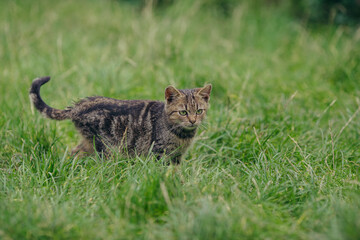 Curious tabby cat walking through green summer grass
