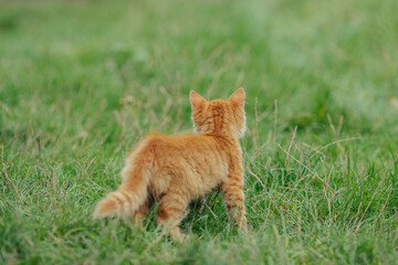 Ginger kitten exploring green grass field outdoors