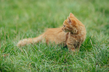 Ginger cat standing in green grass looking right