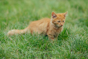 Orange kitten standing in green grass outdoor