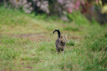 Tabby cat walking through green grass outdoors