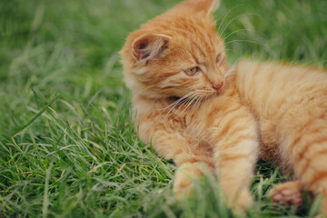 Ginger kitten resting on green grass outdoors