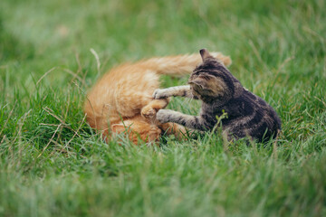 Kittens playing together enjoying outdoor grass