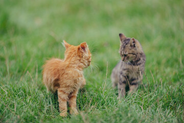 Two young kittens interacting in green grass