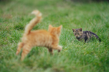 Kitten playing in green grass approaching tabby cat