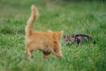 Tabby cat crouching in grass observing orange cat