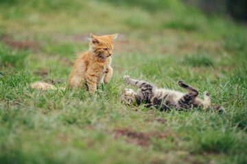 Kittens playing together on green grass outdoors