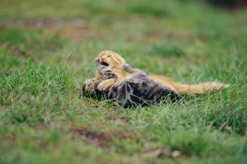 Kittens playing fighting on green grass outdoors