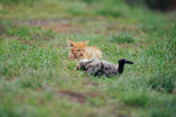 Ginger kitten carefully observing a duckling in grass